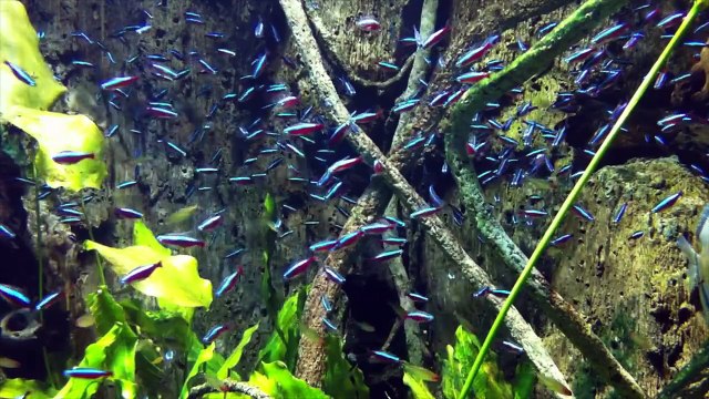 NEON TETRAS Music Video at the New York Aquarium by Jesse Waugh