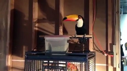 Flying toco toucan