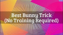 Best Bunny Trick (No Training Required)