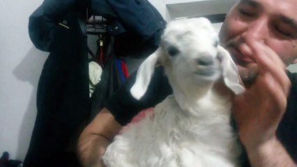 sevimli keçi yavrusu - cute goat cub