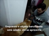 Cão assustado com barulho do sax, dono lhe ensina a não ter medo.