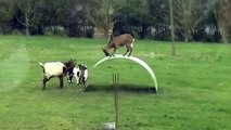 Funny videos animal 2015 Goats entertainment Play funny