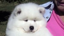 Samoyed Puppies King II and Flirt