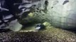 Cave Diving Underground | Underwater Wonders of Jamtland | Traveling , World Documentary