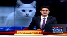 Romania Billi Boss Ban Gai