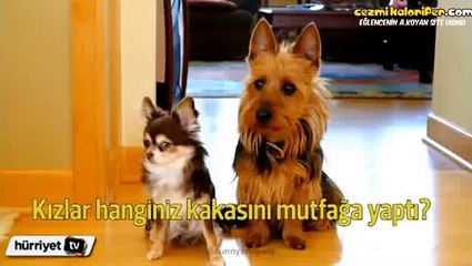 Sıkışınca Anında Kankasını Satan Köpek