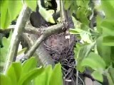 Baby Robins - 8 day video snippets