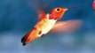 Nice Male Allen's Hummingbird slow motion closeup at feeder 300fps V09138