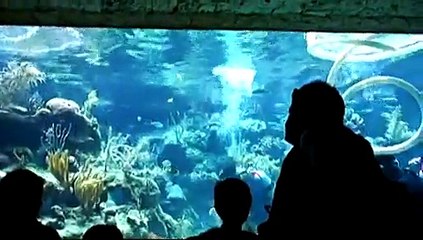 Aquarium 2 at XCARET Riviera Maya