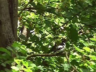 Semi-collared flycatcher in Bulgaria
