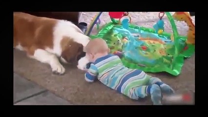 BEST FUNNY DOGS COMPILATION LONG (2014 2015) Funny Dog Videos Ever Funny Videos 2015