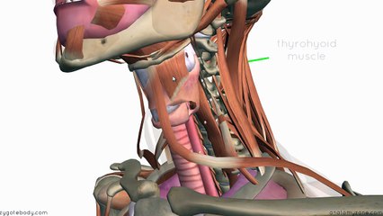 Larynx - Cartilages - 3D Anatomy Tutorial