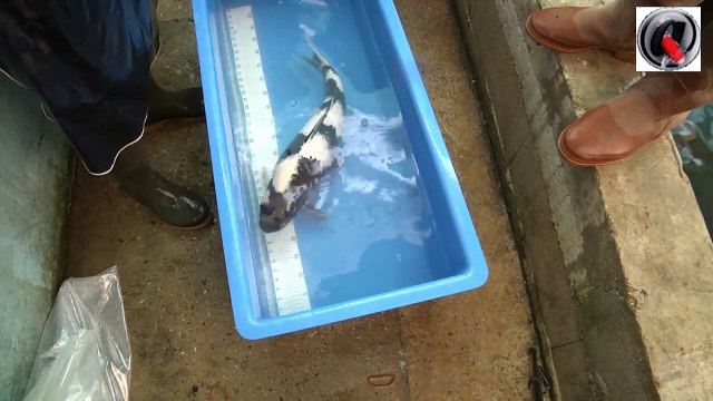 Les etangs d occitanie le bilan de la sélection koi 2013