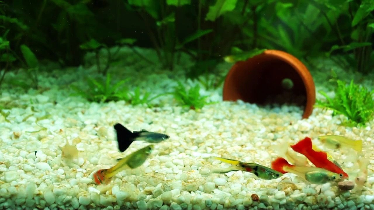 Aquarium - Guppys beim essen ...