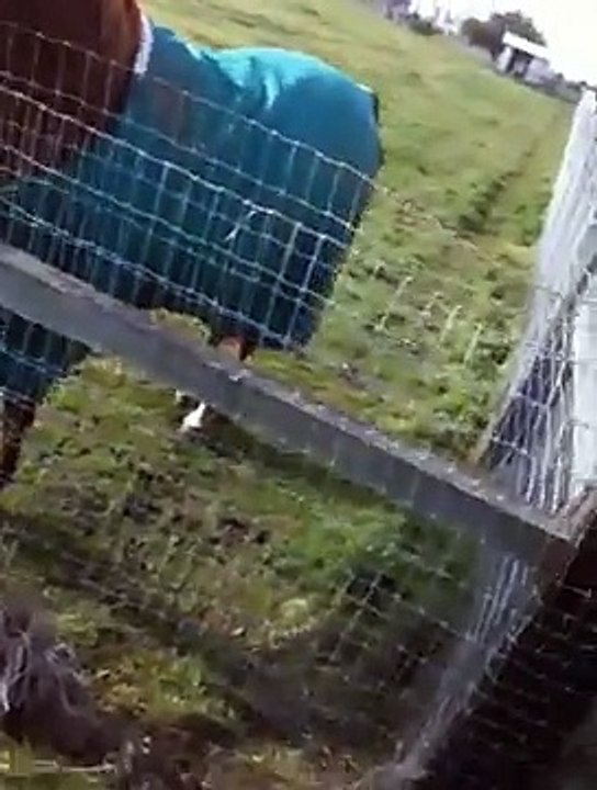 Horse Herd Behavior - Dealing with Smoke & Fire- Horse Blankets - Rick Gore Horsemanship