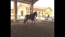 Equitazione Classica Francesco Vedani- Riaddestramento al piaffer 3 mesi dopo