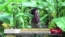 Somalia's Banana industry soars thanks to improving security