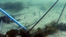Video A1: Diver collecting razor clams following an electric rig