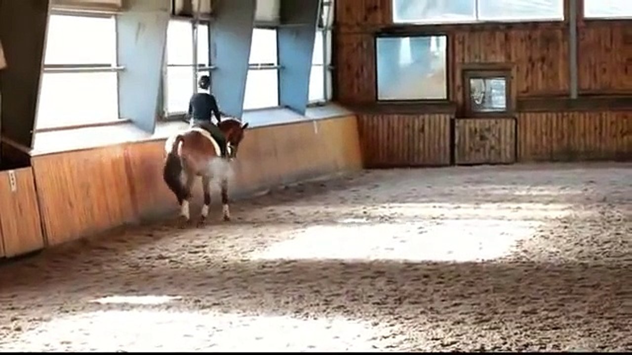 Leo; Imported Hanoverian Gelding Dressage Horse for Sale