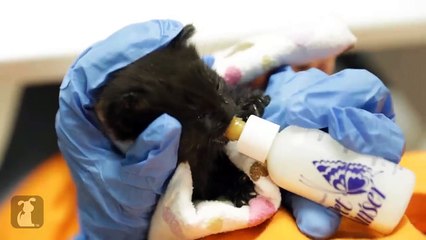 Volga Zap 002 (28/6/2015)