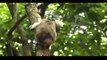 Crónicas de la Vida Silvestre - Especies Amenazadas - Titi cabeciblanco