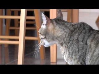 TV3 - Veterinaris - Veterinaris - capítol 121