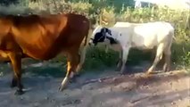 Vaca y Toro Follando FAIL