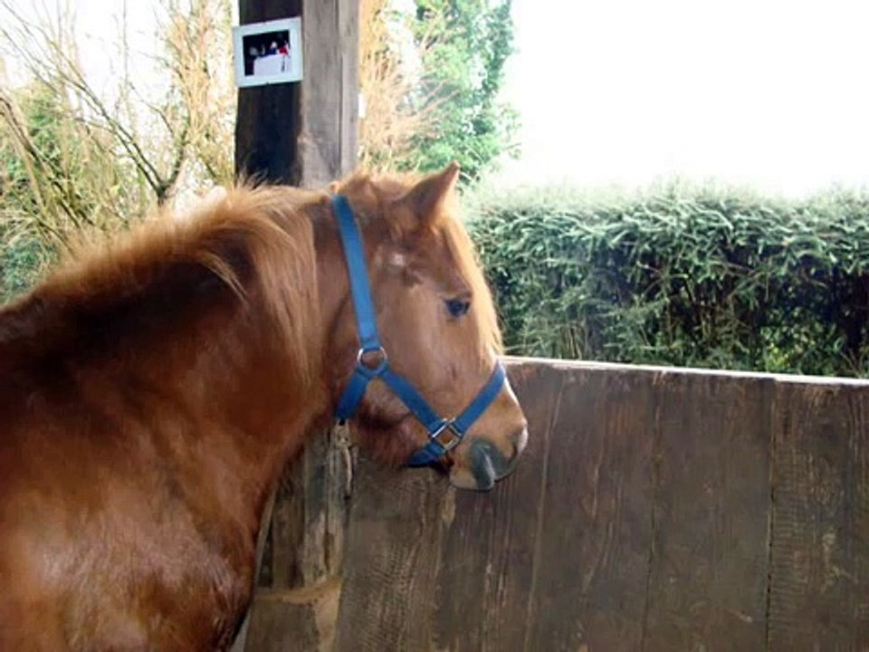 video poney