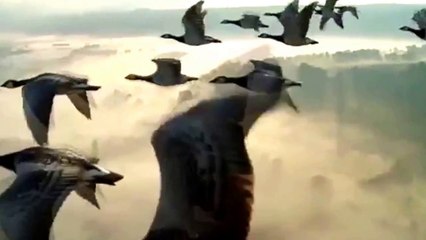 Birds Migration