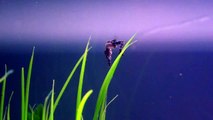 Baby Seahorses (almost 1 month old)