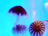 Jelly Fish at Ocean Park 1