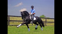 Maurus Sport - Friesian Stallion - For Sale