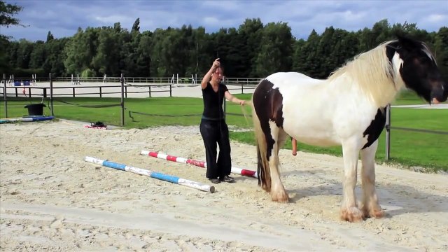 Variations de travail sur 6 exos, à pieds et monté en liberté