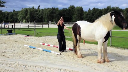 Variations de travail sur 6 exos, à pieds et monté en liberté