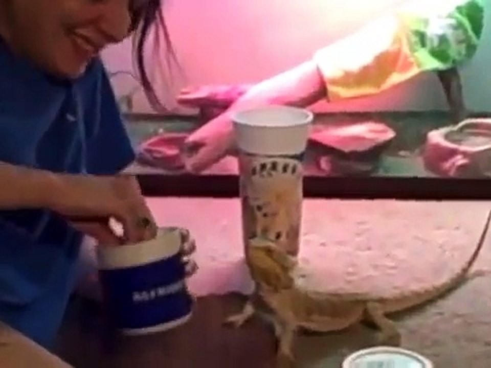 PORT CITY REPTILE (the year of 08) Wilmington NC Bearded Dragons