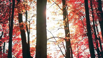 Roo Panes - Know me well