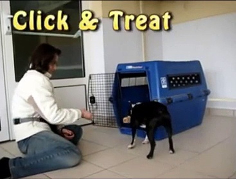 Clicker Training Shaping