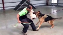 Affordable Protection Dog German Shepherd Personal Guard Dog Munich