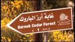 Lebanon Green Initiatives - Al Barouk Forests and Reforestation