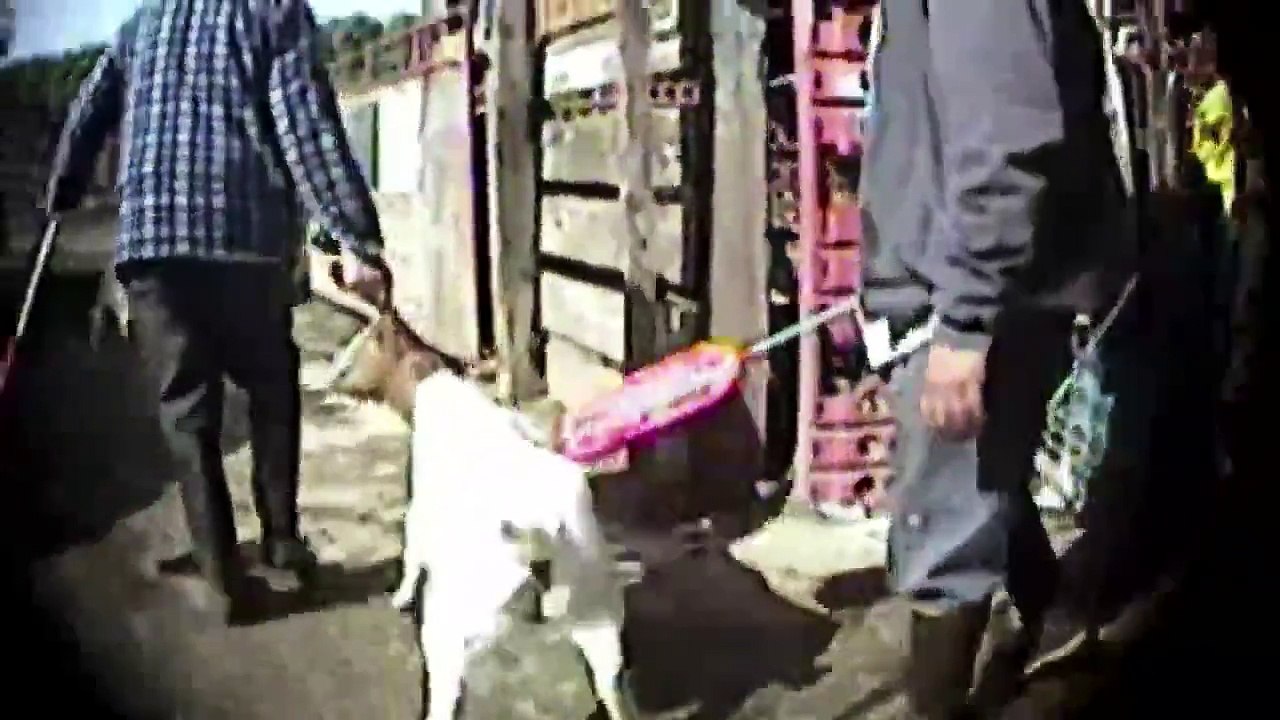 Auction Atrocities - Shocking Undercover Investigation Exposes Animal Cruelty