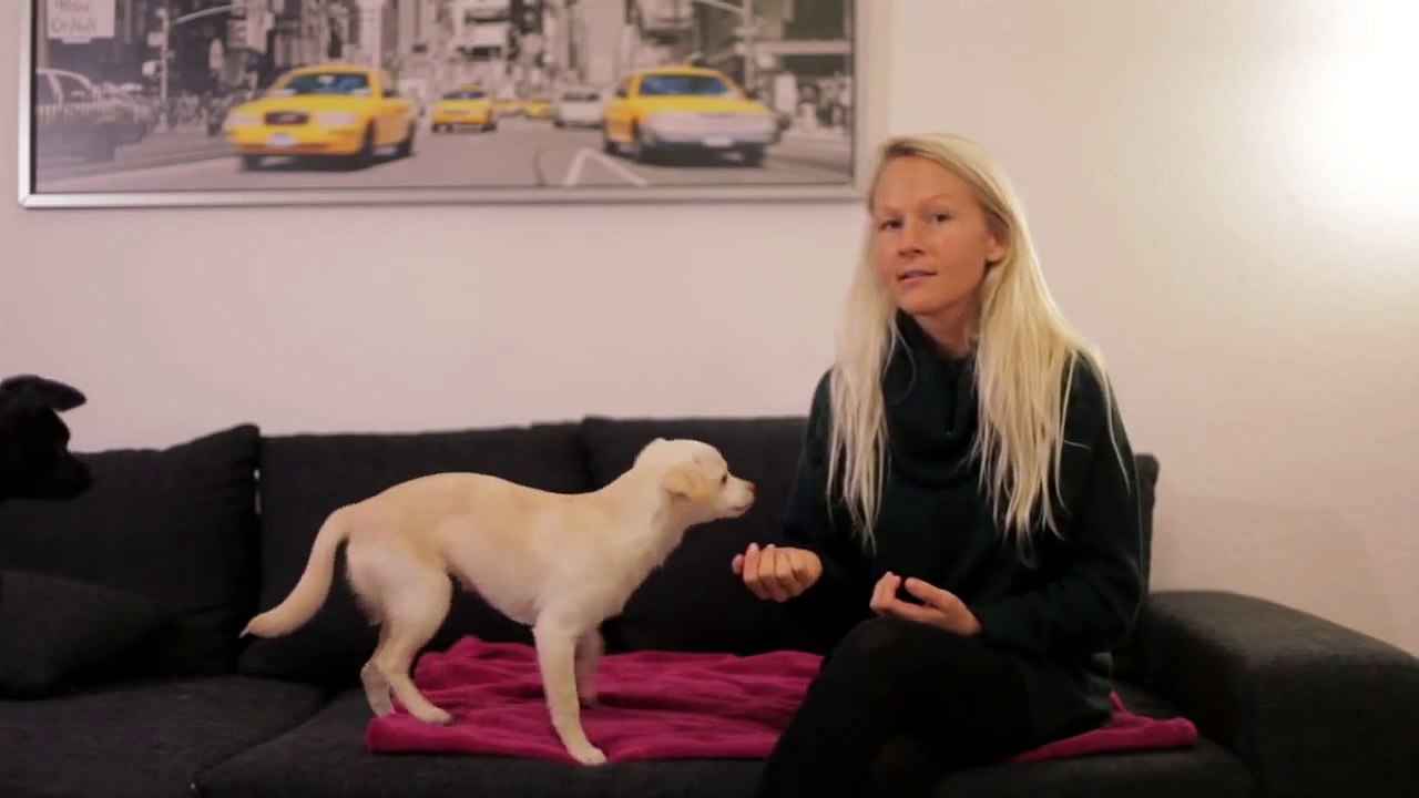 Tiere sind kein Geschenk zu Weihnachten