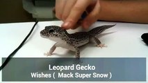 Leopard Gecko Stroking