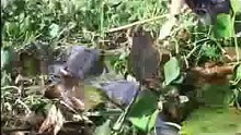 Anaconda ( 8 mts) - Luis Andaur