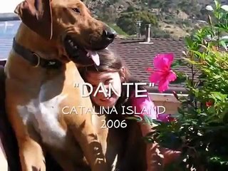 Humane Society Segment