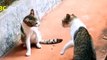 Funny cats boxing - Cat fight with funny sound effects