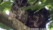 Tropical Screech-Owl, Currucutú, (Megascops choliba)
