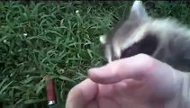 Buddy the Pet Raccoon