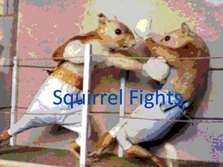 Cat  fighting Bear and 3 round of Squirrel fight