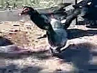 O pato afogando o ganso