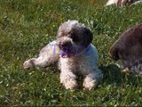 Terra Incognita Lagotto Romagnolo picture gallerie